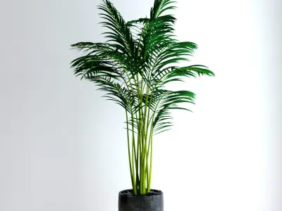Areca Palm 3D model purchase