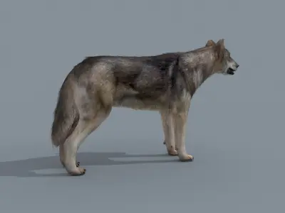 My Wolf - 3d animated wolf model Low-poly 3D model