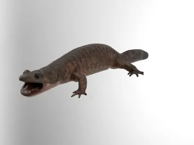 Tsushima Salamander 3D model