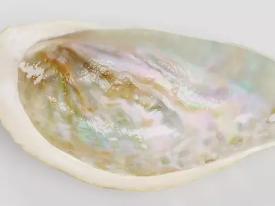 - Shell V6 - Haliotis Tuberculata - 3D model