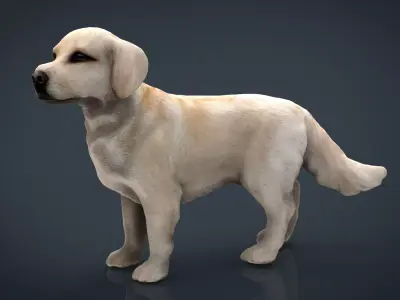 Labrador Retriever Low-poly 3D model