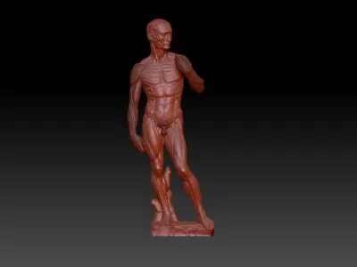 David muscle  3D print model