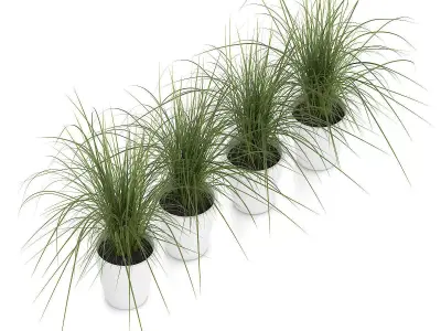 Four Plants in White Pots 3D model