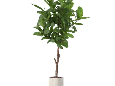 Big ficus lyrata in modern flower pot 3D model