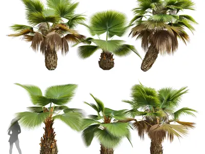 New Plant Pritchardia Pacifica Small Garden Decorative Tree 3D model