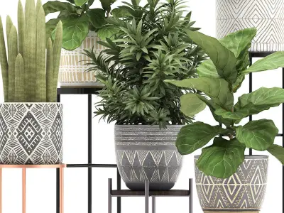 Collection of Exotic plants ficus 343 3D model