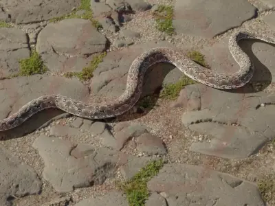 Rigged python   Low-poly 3D model