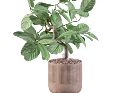 Ficus benghalensis 3D model