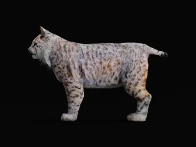 Bobcat Red Lynx Low-poly 3D model