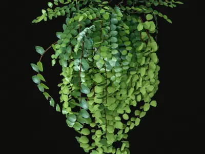 Hanging Plants Set 3D model