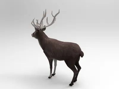 Gray Deer Rigged  Low-poly 3D model