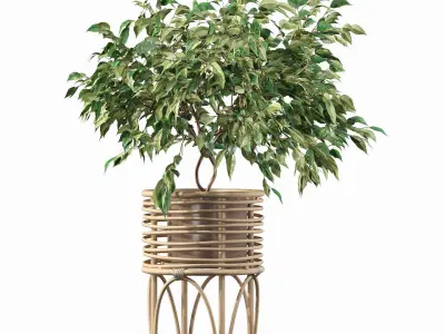 Ficus benjamina in rattan stand 3D model
