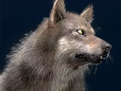  Eurasian Wolf 3D model