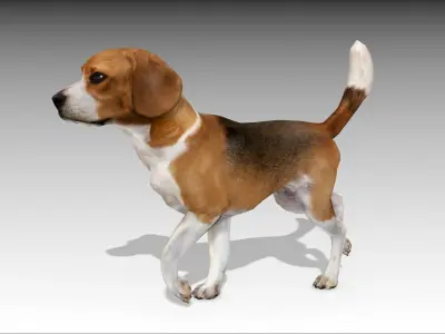 Beagle dog Low-poly 3D model