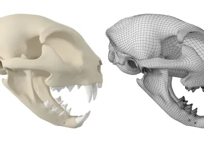 Cat Skull 3D model