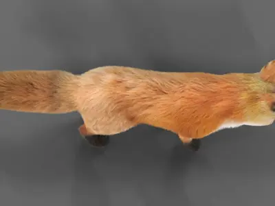 Hair Fur Red Fox 02 Low-poly 3D model