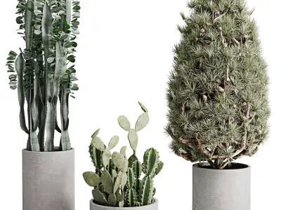 Topiary Ball Bush and cuctus in a concrete Outdoor Plants 245 3D model