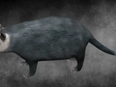 Possum opposum Low-poly 3D model