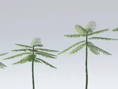 Schizolobium Parahyba  Brazilian Fire Tree 3D model