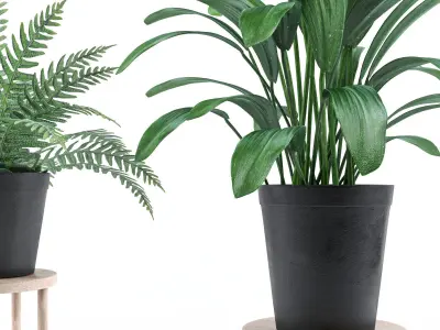 Plant collection 3 two potted plants 3D model
