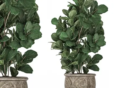 Ficus tree in classic flowerpots for the parks and garden 492 3D model