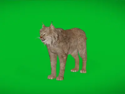 Canadian Lynx 3D model