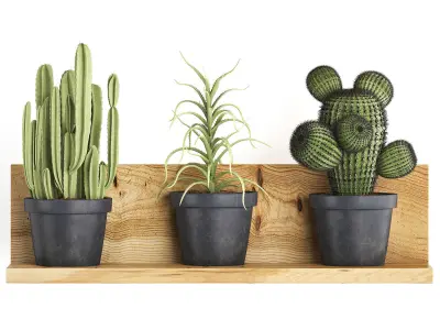 Collection of Exotic Plants 410 3D model