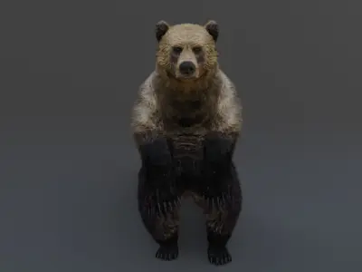 Grizzly Bear 3D model