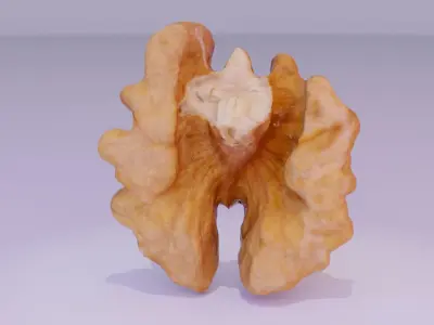 Walnut half kernel high-poly 3D model