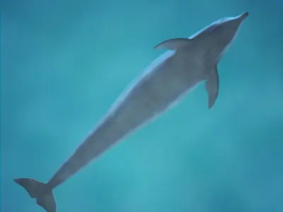 Pack - Marine Mammals 3D model