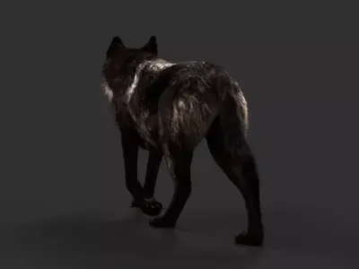 Black Timber Wolf FUR Animated 3D model