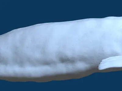 Beluga Whale 3D Model Demo - Rigged - PBR Low-poly 3D model