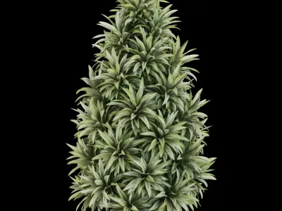 Garlands 07 Dracaena 3D model