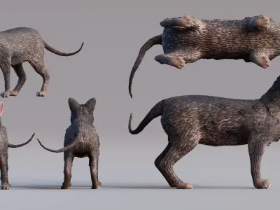 Low Poly - Stylized cats - Lykoi Cat Low-poly 3D model