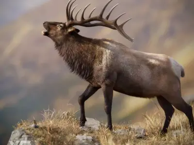 Male Elk Animated VFX Grace 3D model