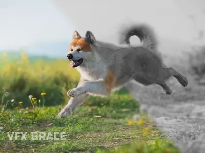 Akita Dog Animated VFX Grace 3D model