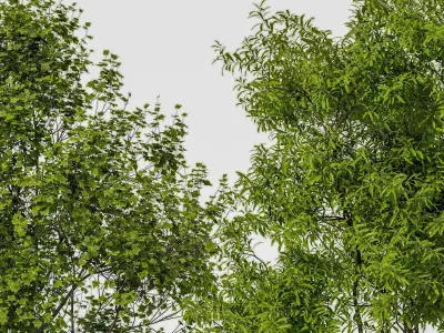 landscape Tree Modern 3D model