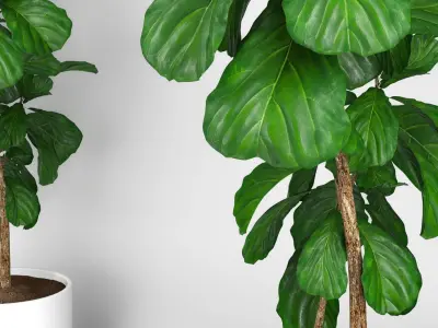 Fiddle leaf fig tree 3D model