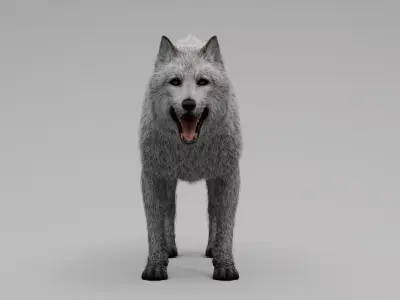 Wolf White Low-poly 3D model