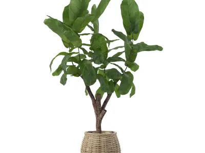 Ficus lyrata in modern flower pot 3D model purchase