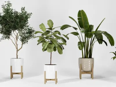 Plant Collection 06 3D model