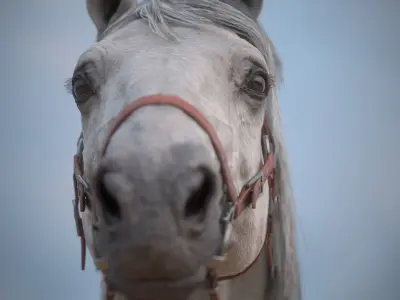 Real-Time Horse Animated and Integrated in Unreal Engine Low-poly 3D model