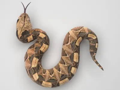 Viper Snake 3D model