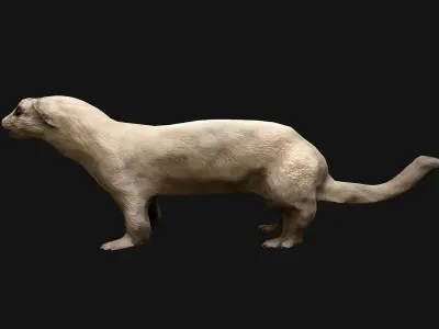 Weasel Ermine Low-poly 3D model