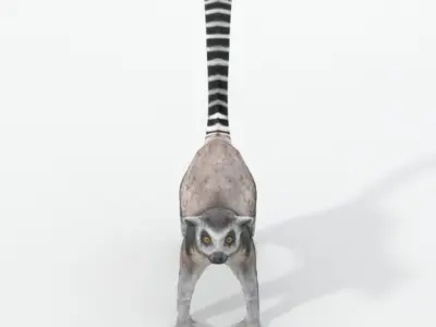 Lemur Low-poly 3D model