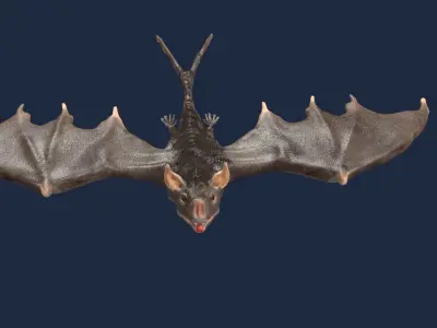 vampire bat 3D model