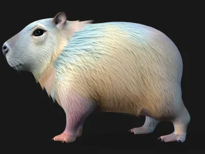 Capybara-A4 3D model