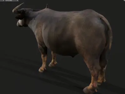 1PBR2film3 and4 television5buffalo6old ox7 bull8 livestock9  Low-poly 3D model