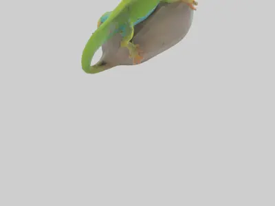 Madagascar Day Gecko basking model Low-poly 3D model