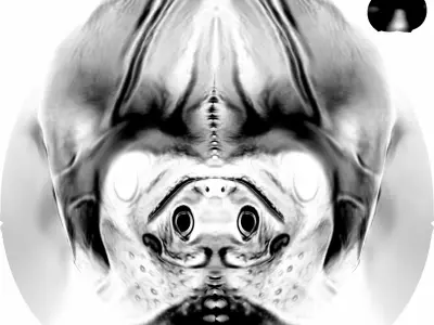 Iguana head 3D model